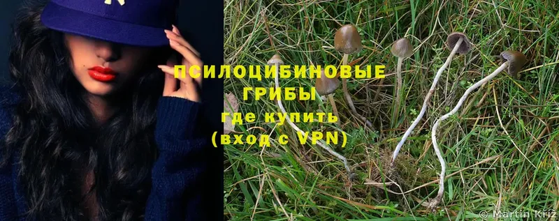 цена   Пыть-Ях  Псилоцибиновые грибы Psilocybe 